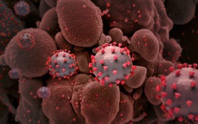 LA VARIENTE BRITANICA DEL CORONAVIRUS BARRERA L MUNDO